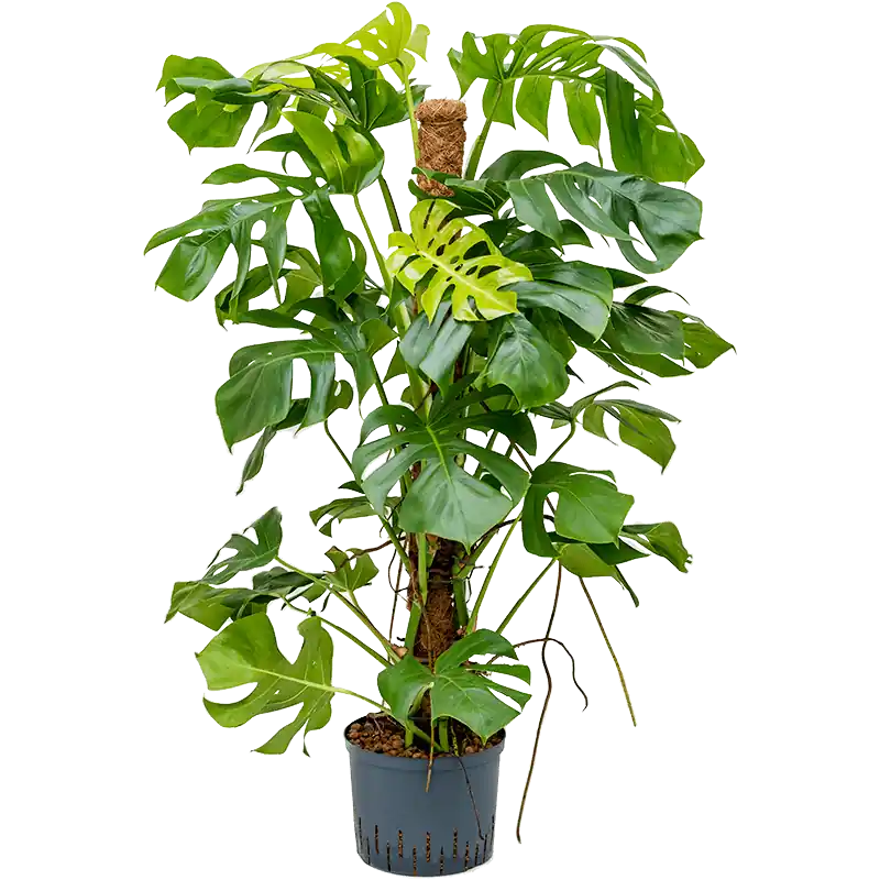 Monstera deliciosa mosstok | Verlaagde prijs