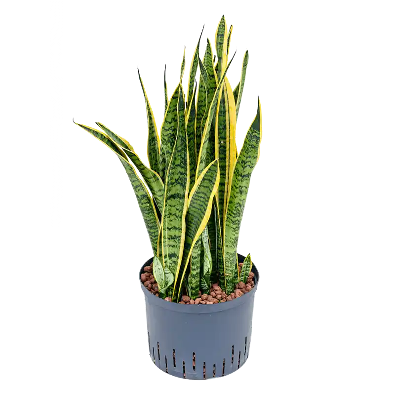 Voordeelprijs | Sansevieria Laurentii
