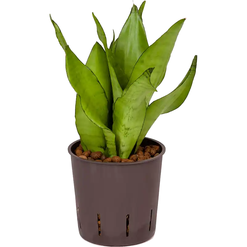 Sansevieria Moonshine | Scherp geprijsd