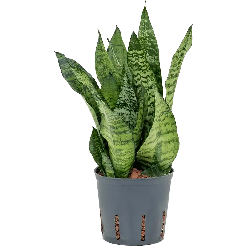Makkelijk bestellen | Sansevieria zeylanica
