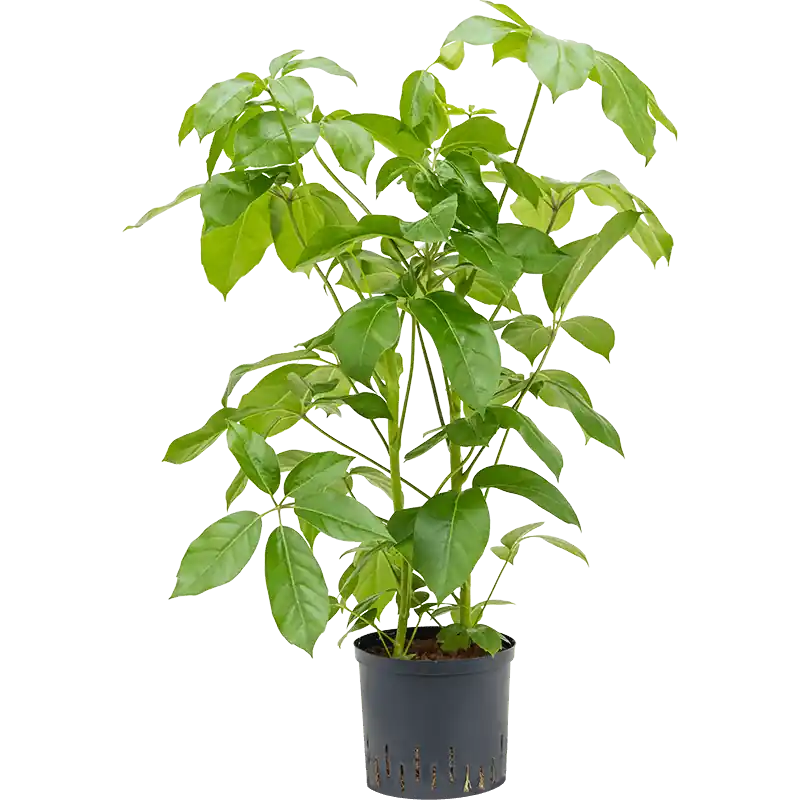 Topprijs | Schefflera Amate