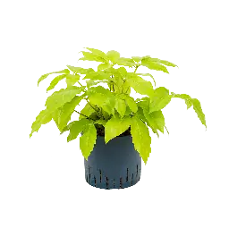 Schefflera Golden Amate - Zojuist toegevoegd