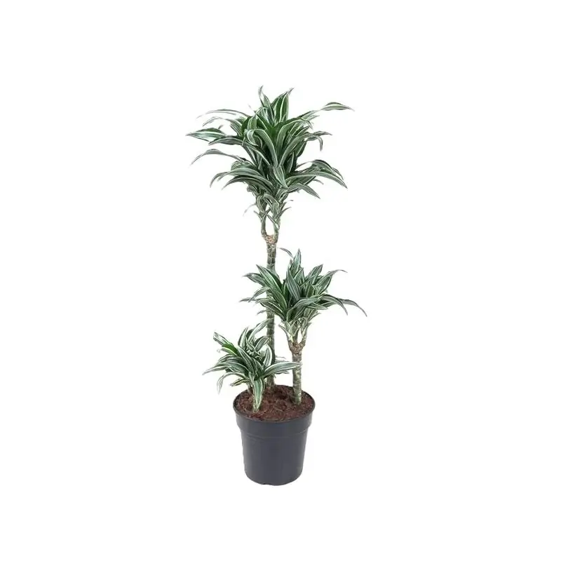 Dracaena Jade Jewel | Populair