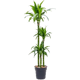 Actie | Dracaena Liza