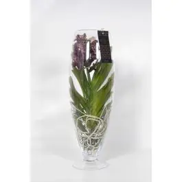 Prijsverlaging | Vanda Orchidee bruin in vaas Majestic