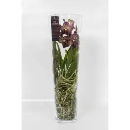 Deal | Vanda Orchidee bruin in vaas