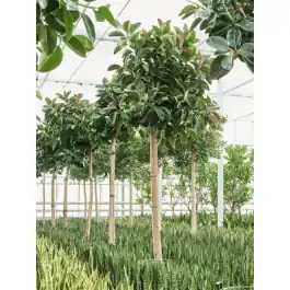Ficus Robusta op stam XXXXL - Klaar voor verzending