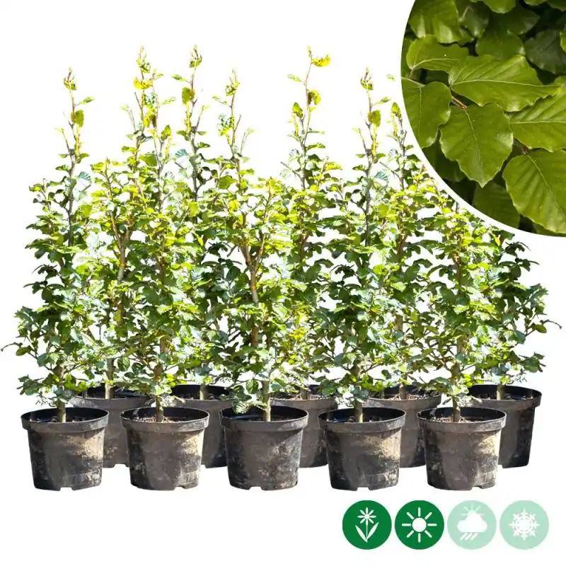 Spoedlevering - Fagus sylvatica - haag dubbele rij