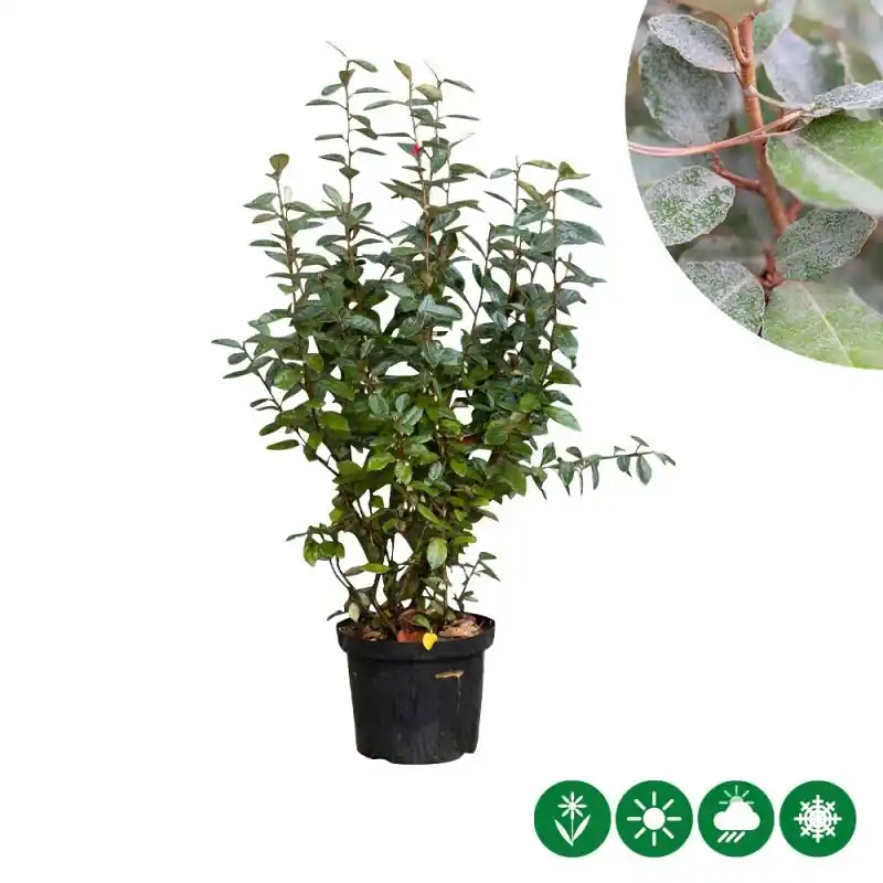 Elaeagnus ebbingei - haag | Net binnen