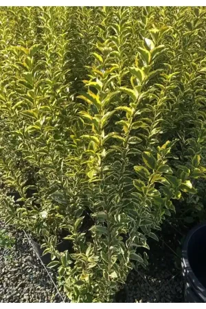 Zeer goed beoordeeld | Ligustrum Aureum - haag