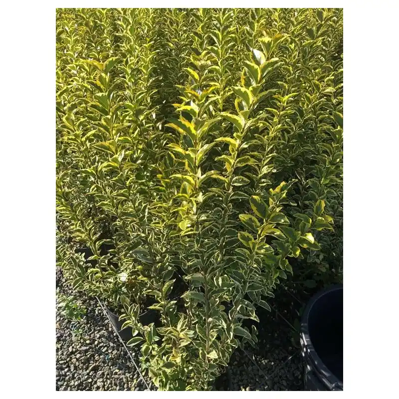 Zeer goed beoordeeld | Ligustrum Aureum - haag
