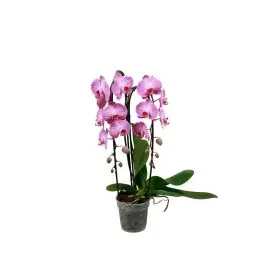 Aanbieding | Phalaenopsis Cascade roze