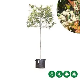 Net toegevoegd | Photinia Red Robin - leiboom