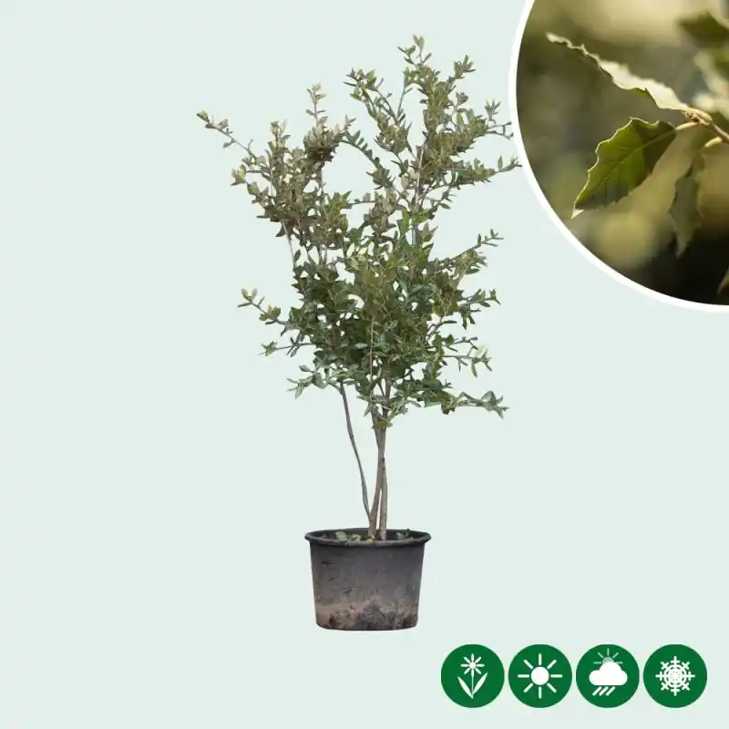 Trending - Quercus ilex - meerstammig