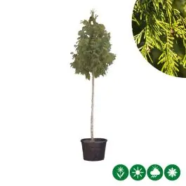 Thuja Excelsa - hoogstam | Goed beoordeeld