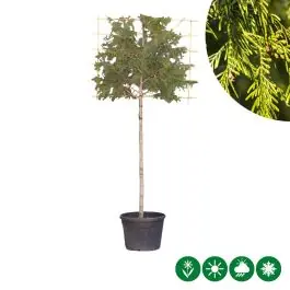 Thuja Excelsa - leiboom | Shop nu