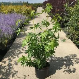 Liquidambar Worplesdon - solitair - Bestel nu