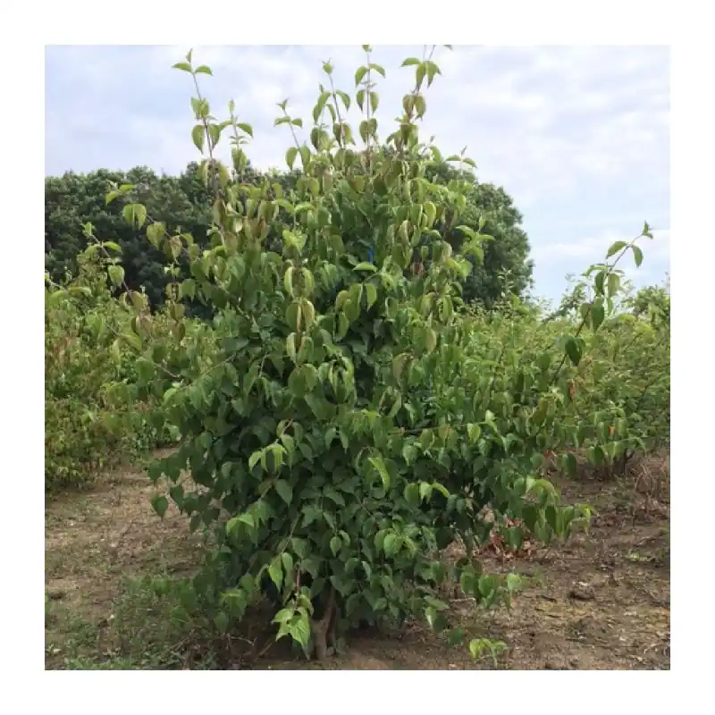 Cornus mas - meerstammig - Premiumkwaliteit