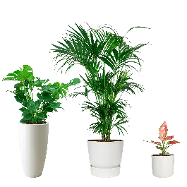 Tropische planten in Elho wit | Topkwaliteit
