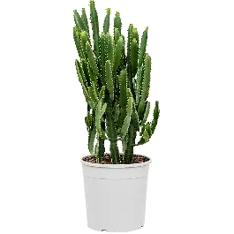 Euphorbia triangularis - Laatste dagen