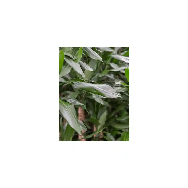 Dracaena Burundii carrousel - Bestel nu