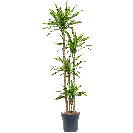 Sale - Dracaena Riki 4-stam