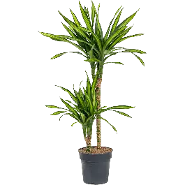 Dracaena Riki 2-stam - Op voorraad
