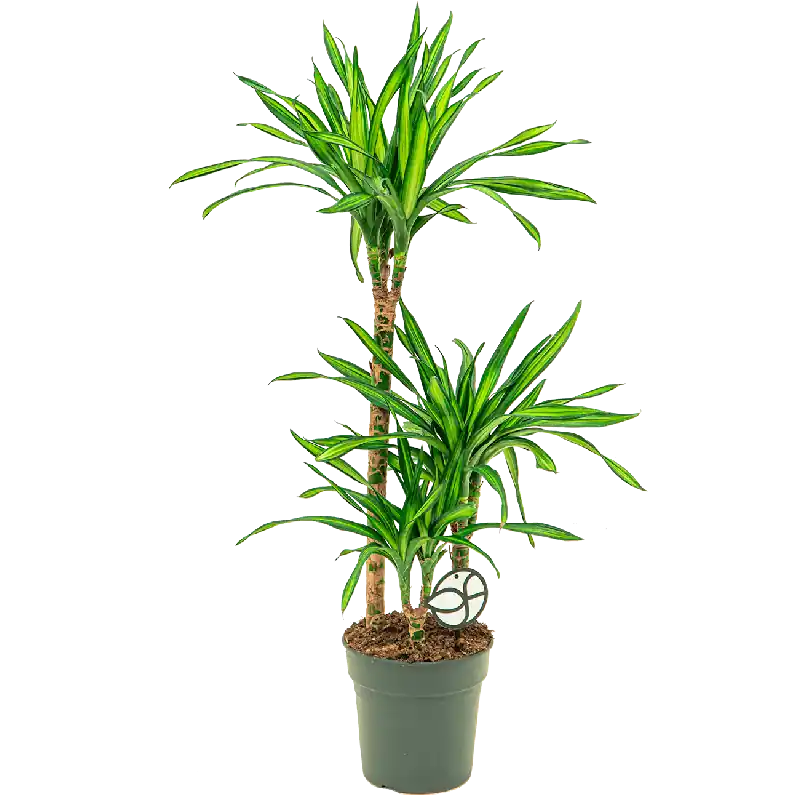 Topdeal - Dracaena Riki 3-stam