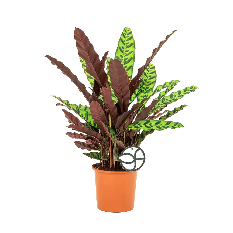 Online bestelbaar | Calathea insignis