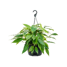 Snelle verzending | Philodendron Minii