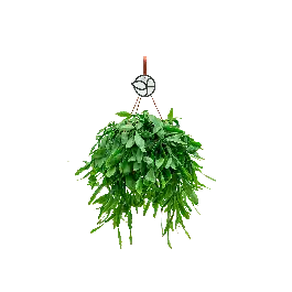 Nieuw in het assortiment - Rhipsalis Crispata
