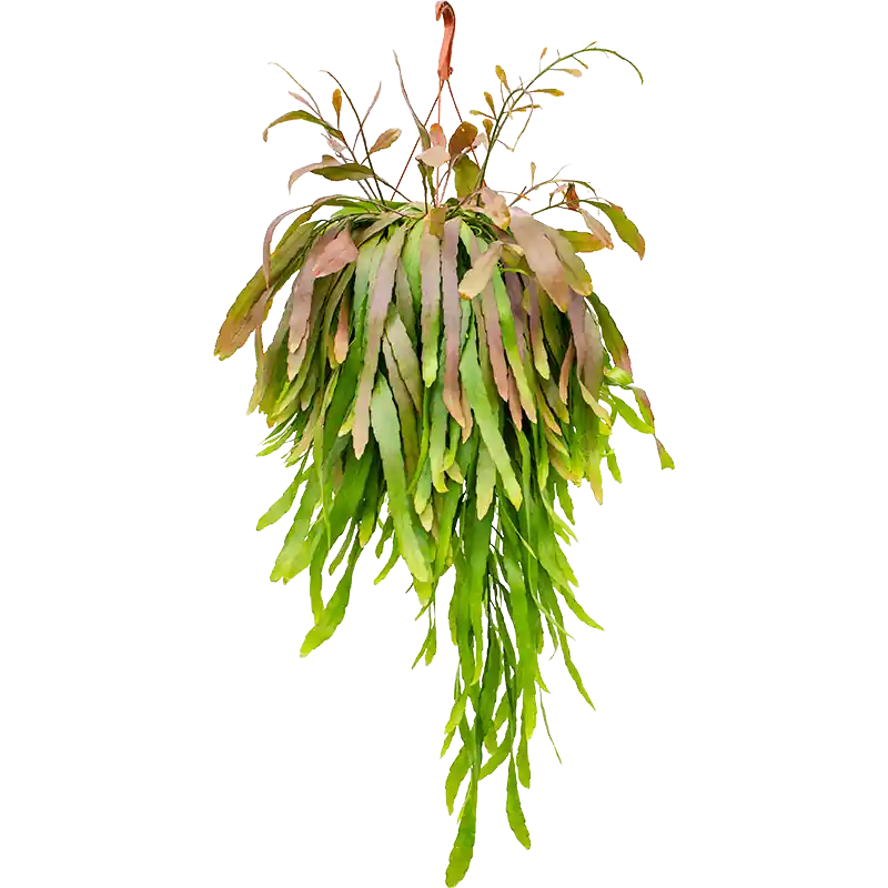 Rhipsalis Red Coral - Bestel vandaag