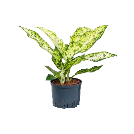 Online bestellen | Dieffenbachia Banana