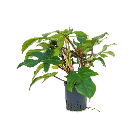 Philodendron Red squamiferum | Online kopen