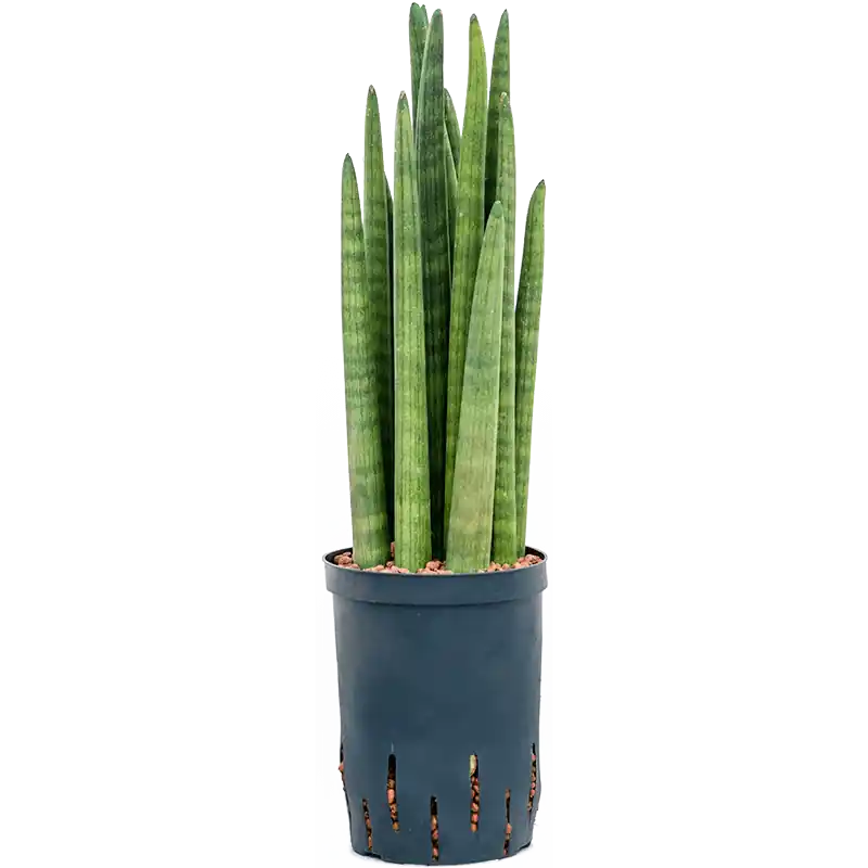 Nog maar enkele beschikbaar | Sansevieria Tower