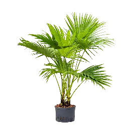 Livistona chinensis - Aanbieding