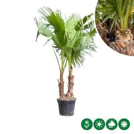 Superprijs - Washingtonia robusta - duostam