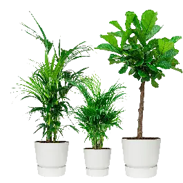 Veel voordeel | Groene planten in Elho Greenville wit