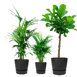 Populair bij klanten - Groene planten in Elho Greenville zwart