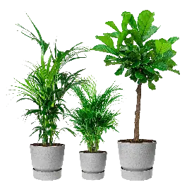 Direct bestellen | Groene planten in Elho Greenville grijs