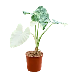Alocasia macrorrhiza Variegata op stam | Nieuwe release