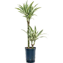 Dracaena White Stripe 2-stam - Spoedlevering