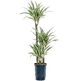 Dracaena White stripe 3-stam - Premiumkwaliteit