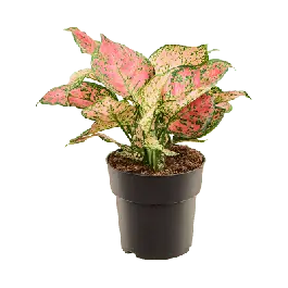 Aglaonema Crimson Love | Zeer goed beoordeeld