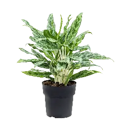 Bestseller | Aglaonema Greyhound