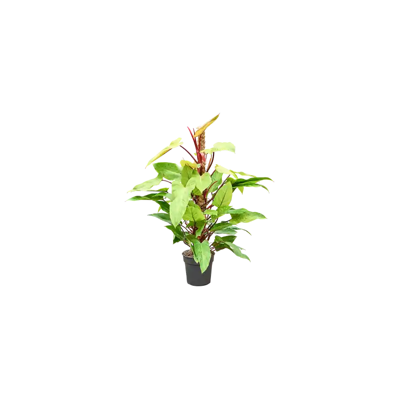 Philodendron Painted Lady mosstok | Lage prijs