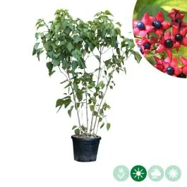 Clerodendrum trichotomum - meerstammig - Snelle verzending