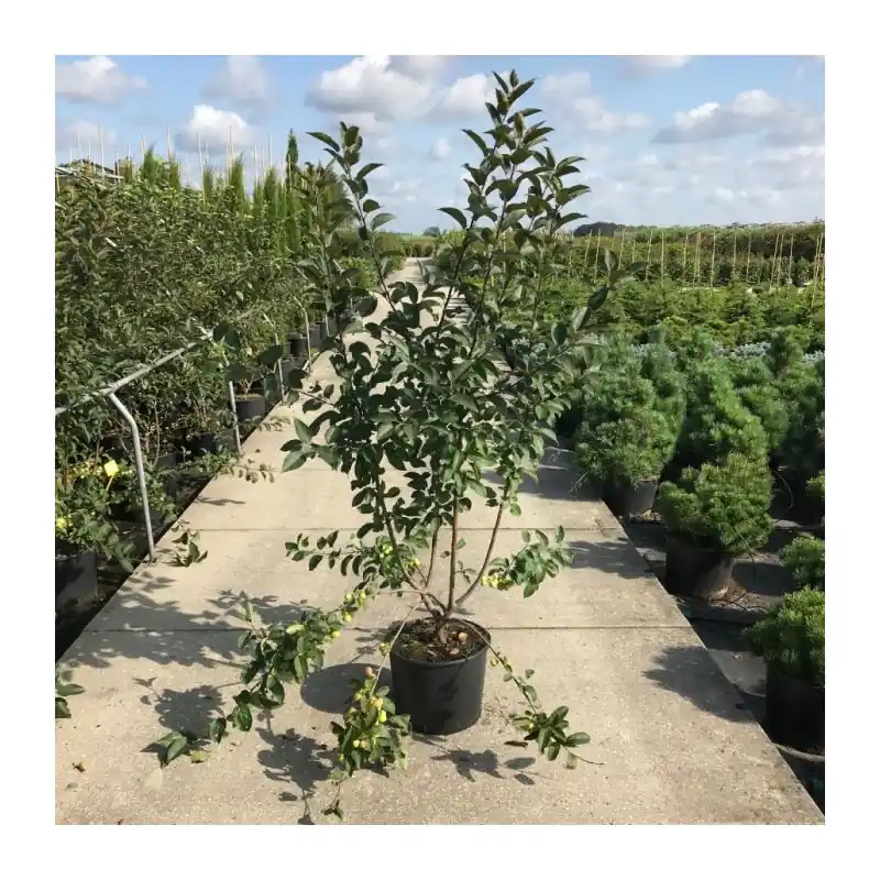 Malus Red Sentinel - solitair | Nieuw in de shop
