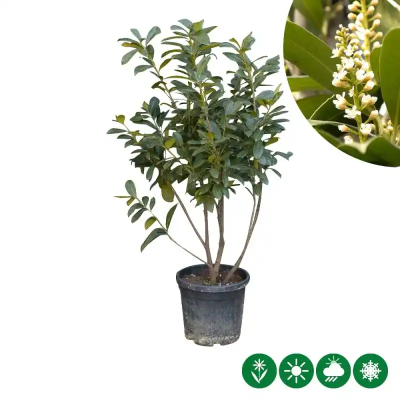 Nu beschikbaar | Prunus laurocerasus - meerstammig