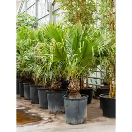 Scherpe prijs - Livistona rotundifolia XXXL